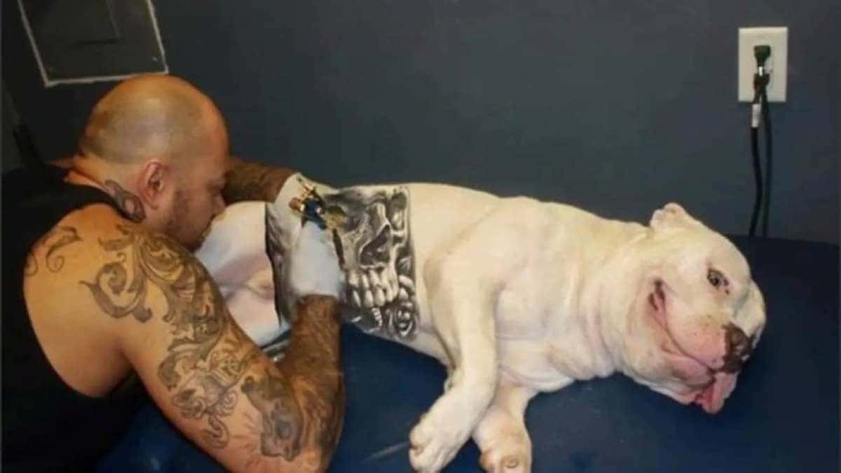 animais-tatuagem-848×477-1