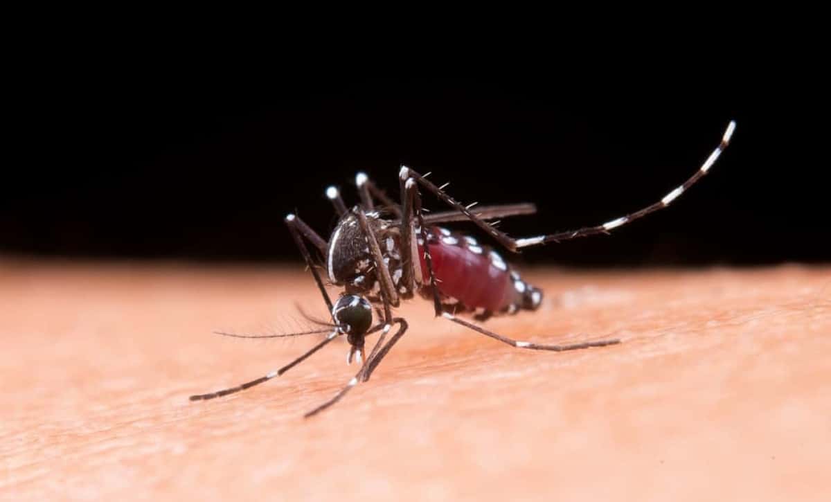 Mosquito macro photography