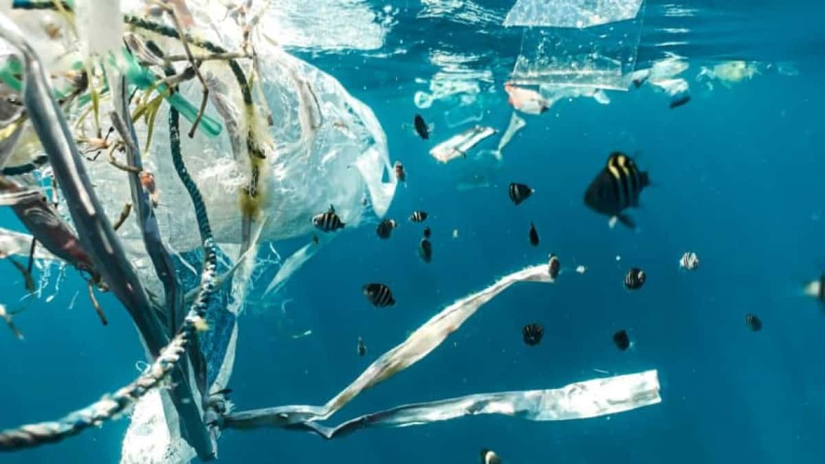 oceano-poluicao-peixes-848×477-1