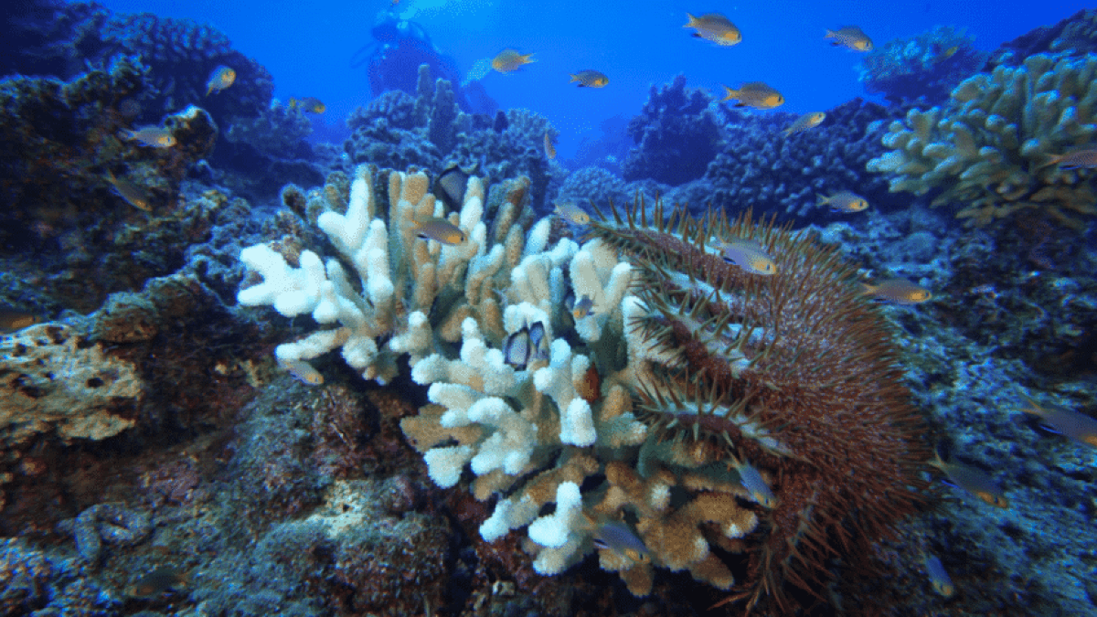 Crown-of-thorns_starfish_coral-848×477-1