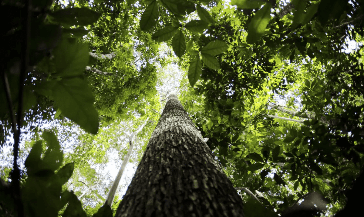 amazonia