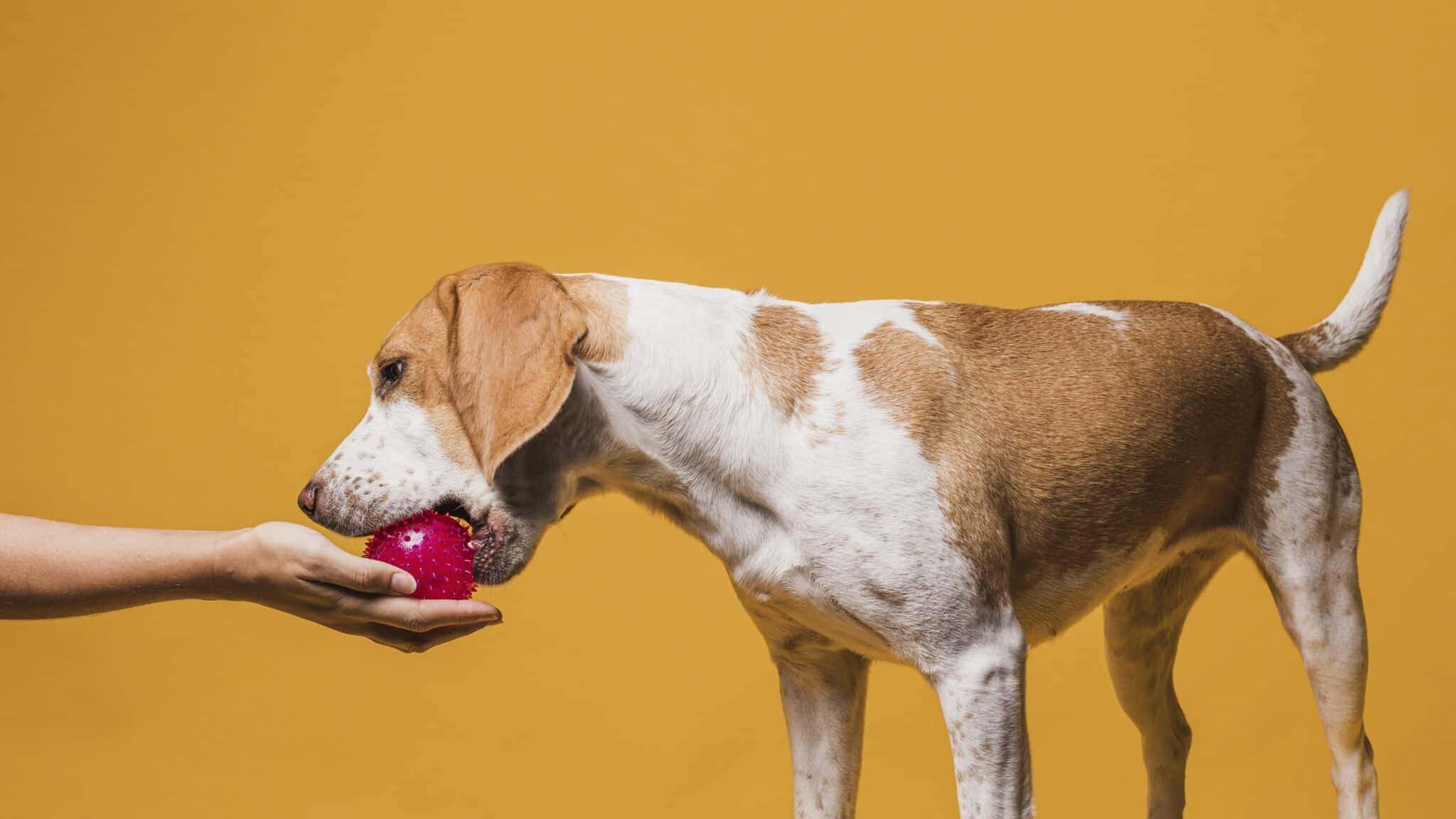 cachorro-comendo-maca