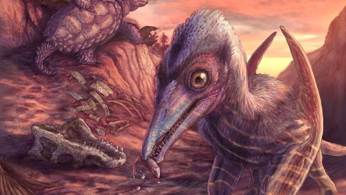 fossil-arizona-e1751987062513