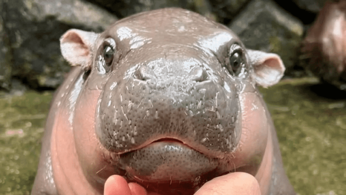 hipopotamo-moo-deng-e1752162889768