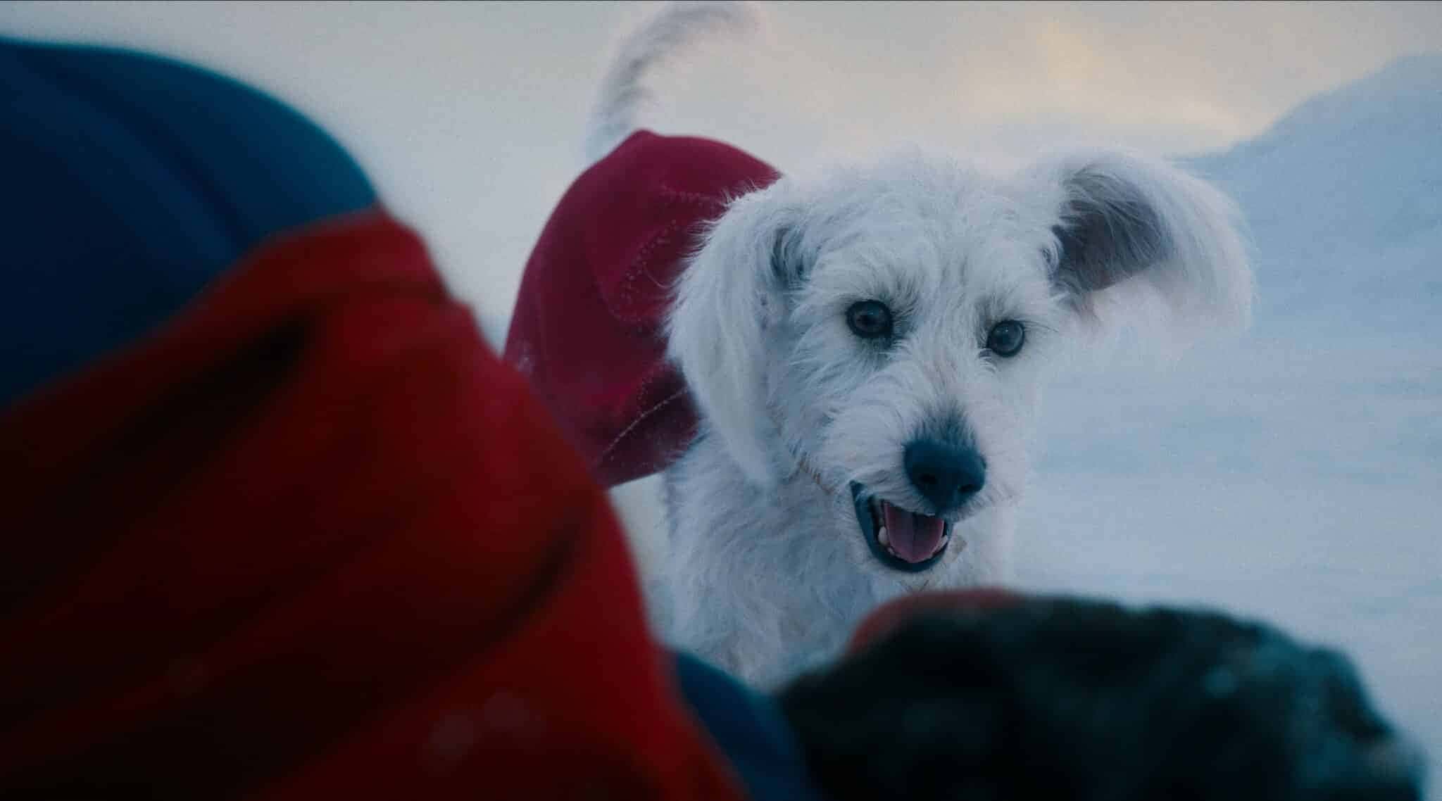 krypto-superman