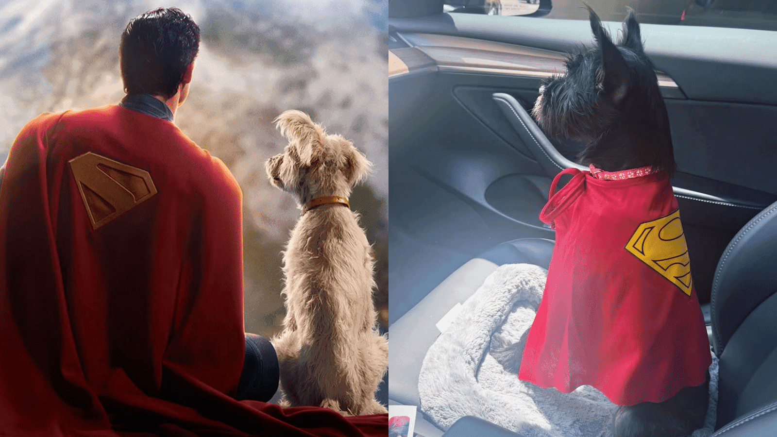 krypto-superman