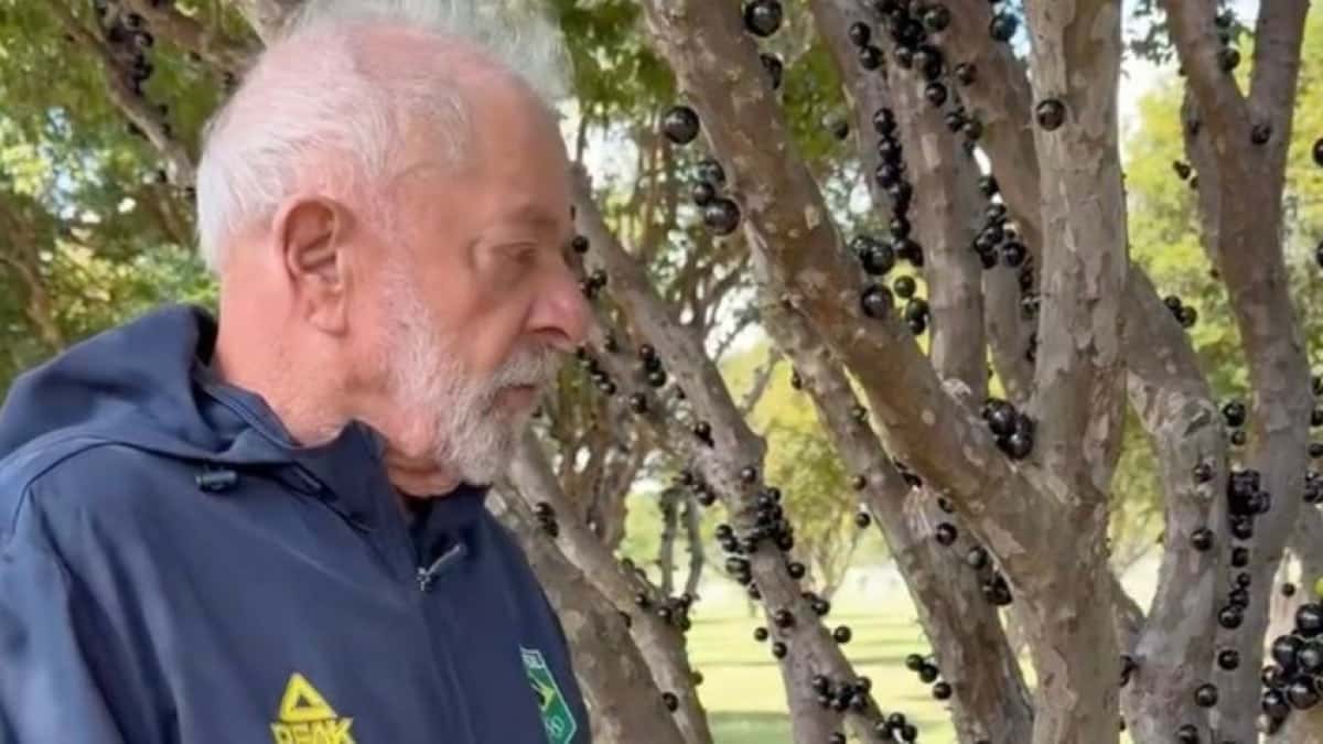 lula-jabuticaba-848×477-1