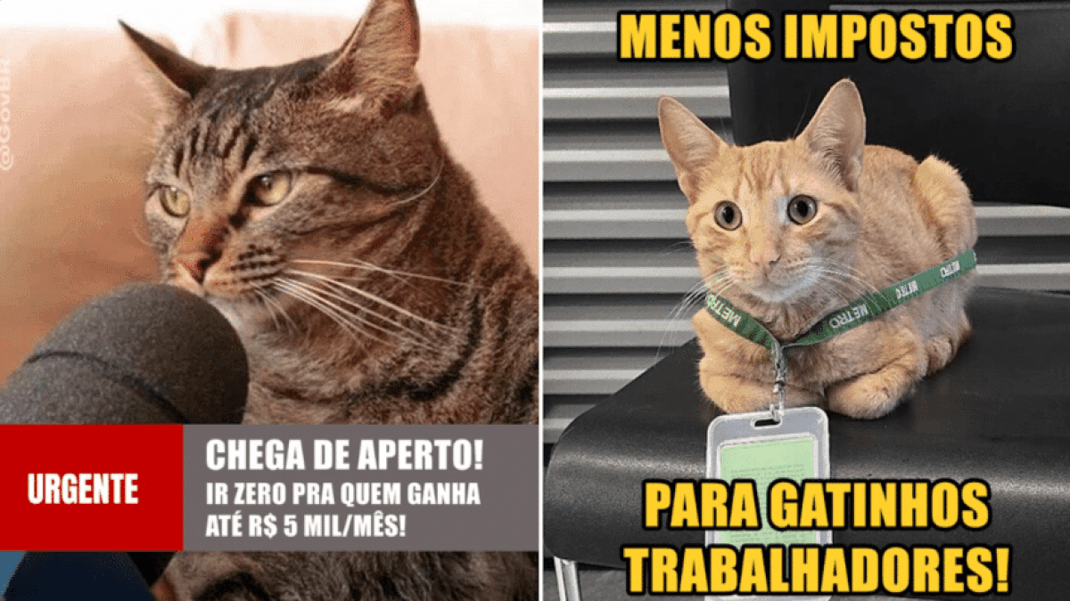 meme-gatinhos-governo-848×477-1