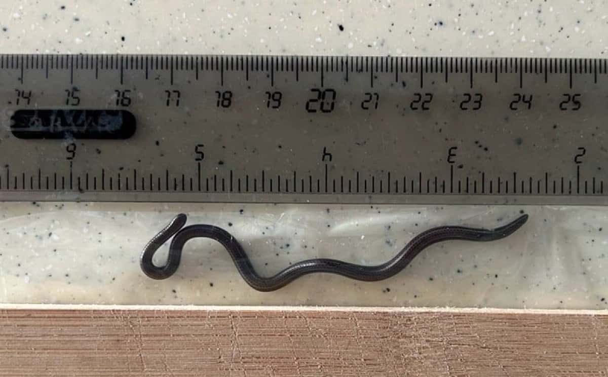 menor-cobra-do-mundo