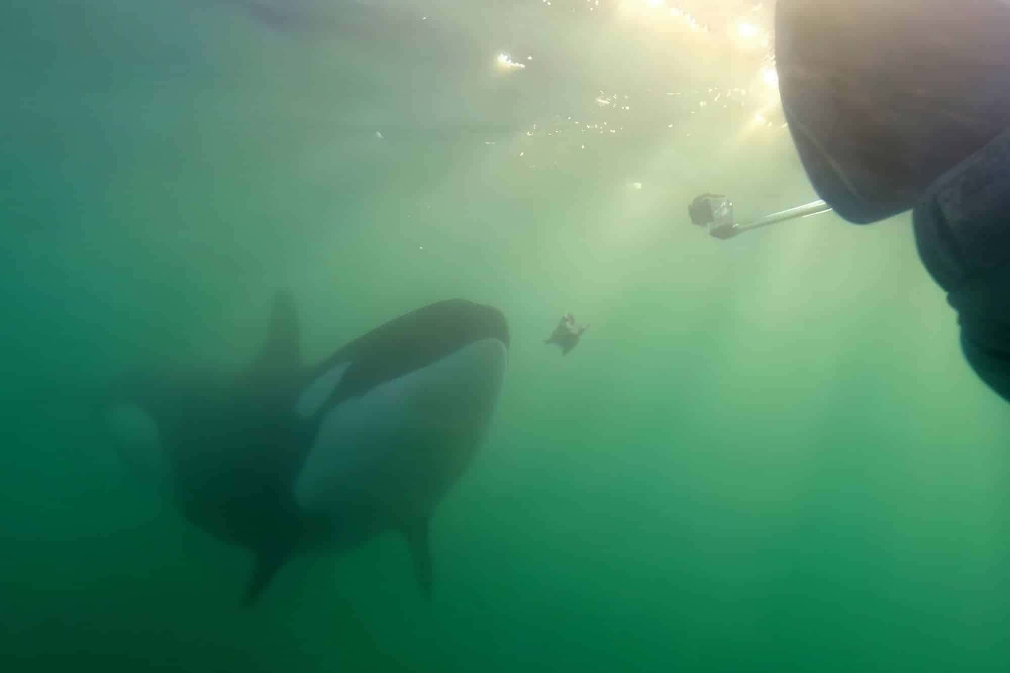 orcas-presente-1