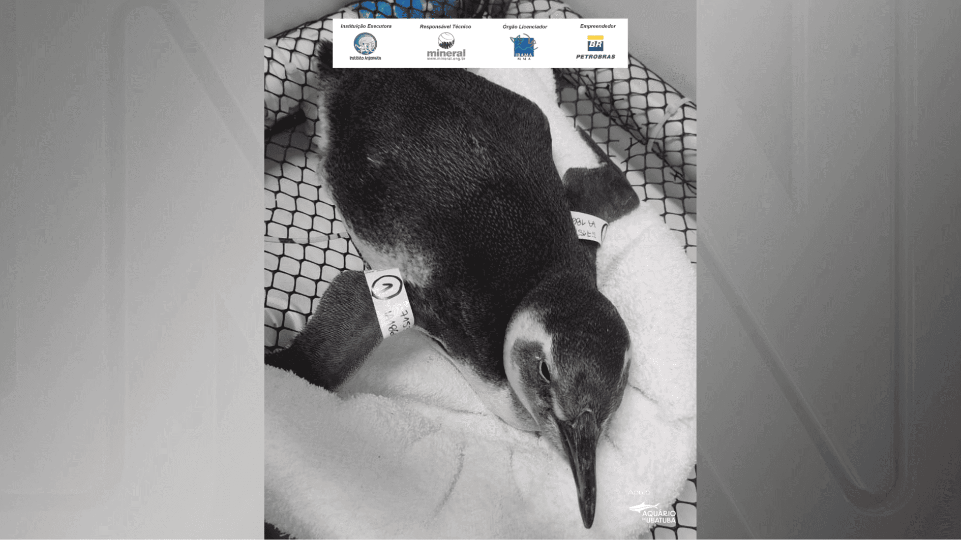 pinguins