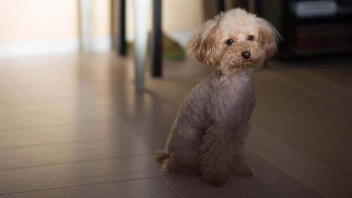 poodle-cachorro-848×477-1