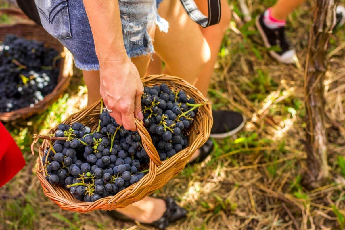vinho-uva