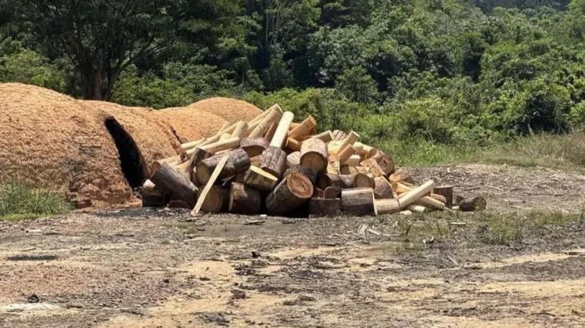 DESMATAMENTO-AMAZONIA-PARA-e1755784081729