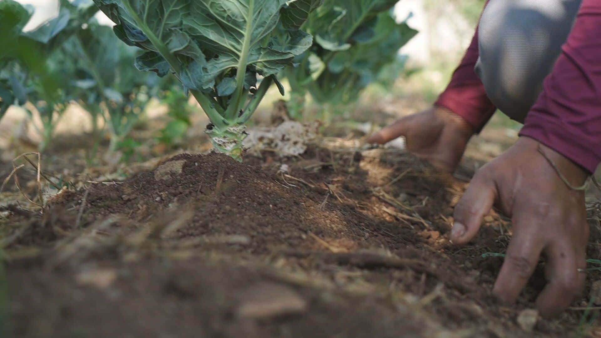 QUINTAIS_AGROECOLOGICOS_2