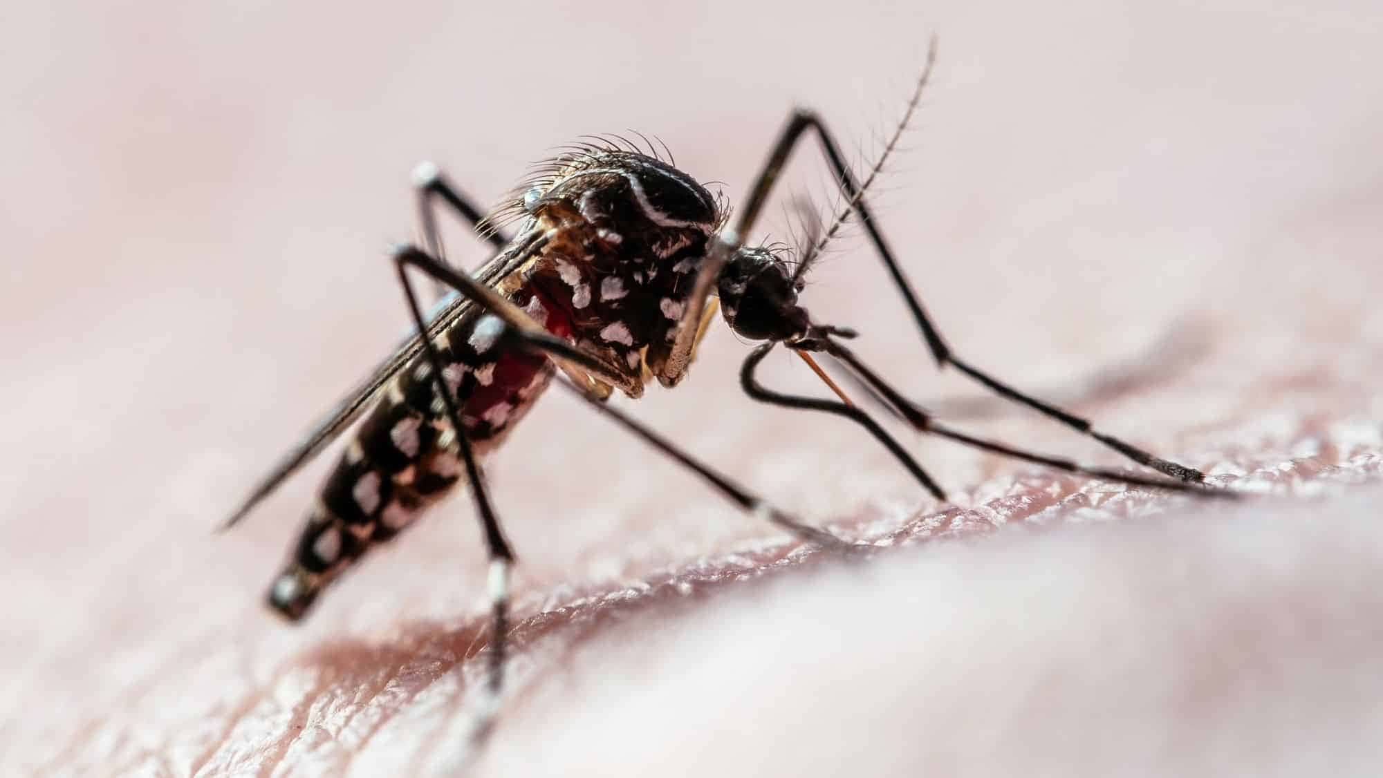 aedes-aegypti-e1718218266621