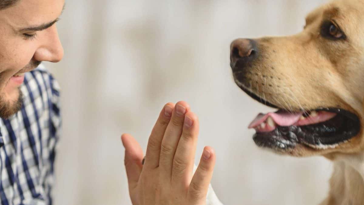 cachorro-com-dono4-e1684408843255