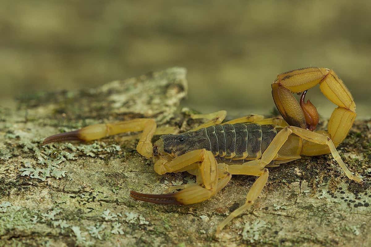 escorpiao-amarelo
