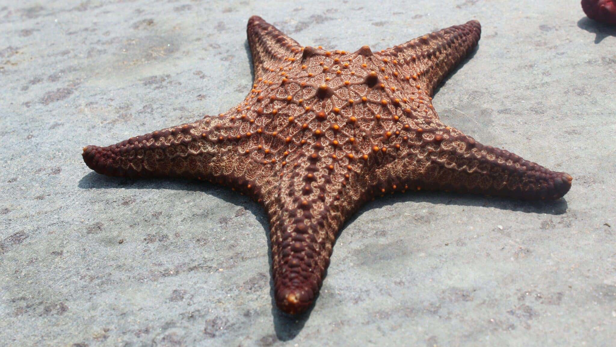 estrela-do-mar_00b0ae-e1754414598517