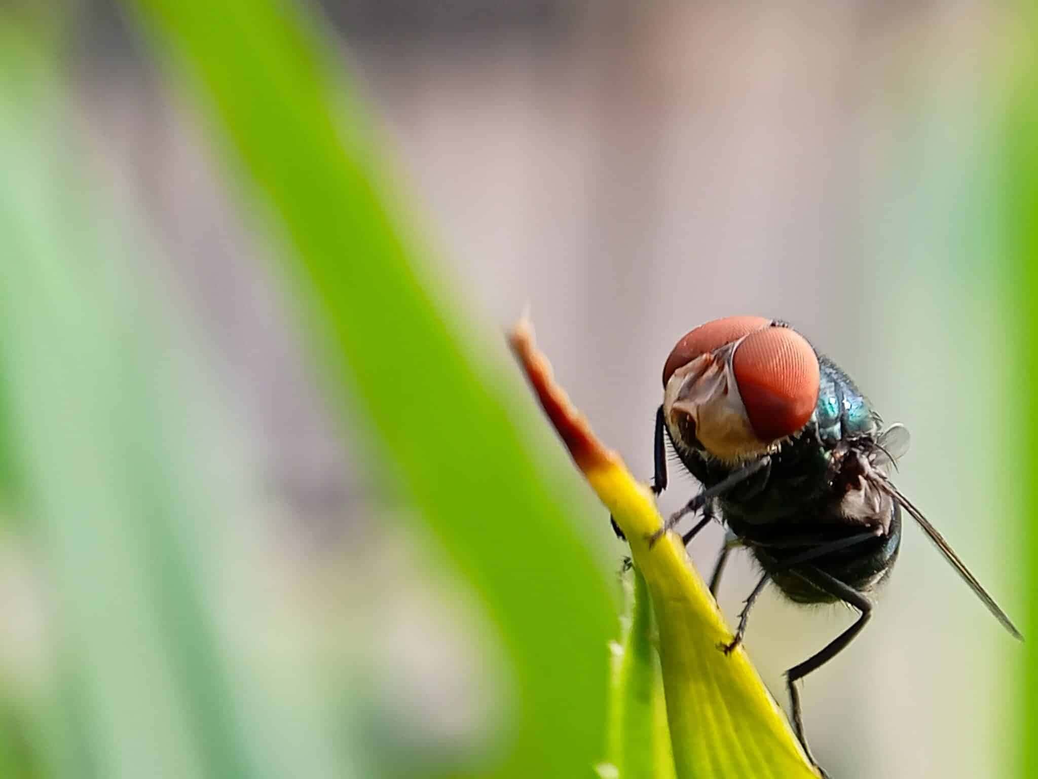 mosca-da-bicheira