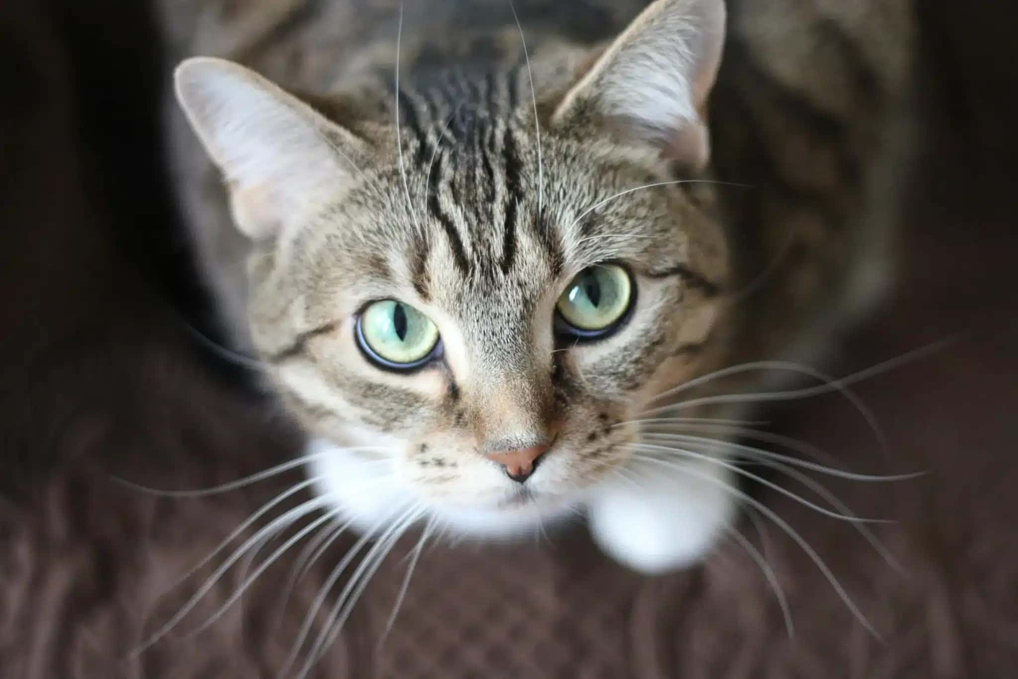 decifrar-o-que-seu-gato-quer-dizer
