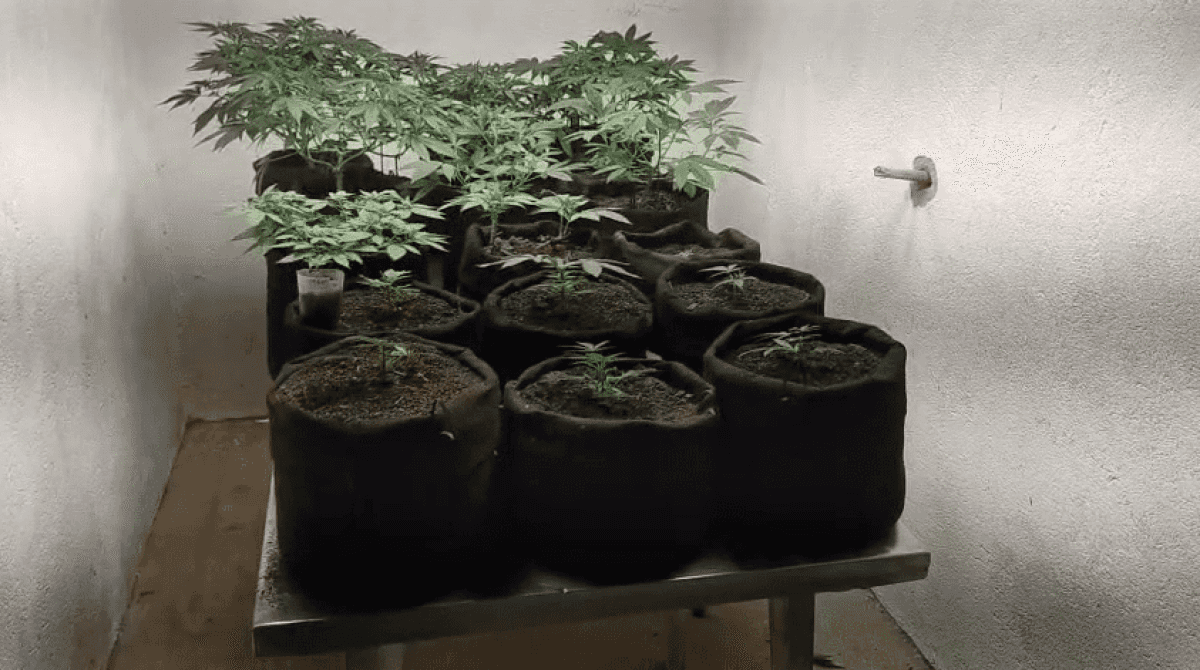 maconha-op