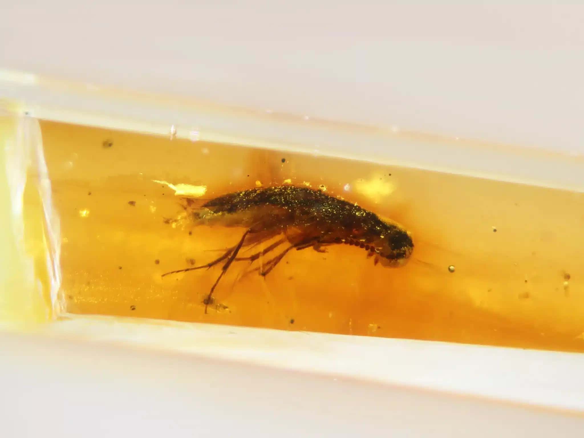 mosquito_cf0cbb