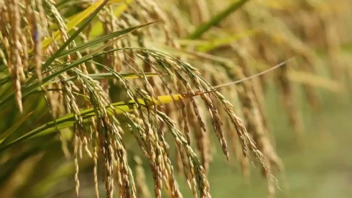 agro-arroz-848×477-1