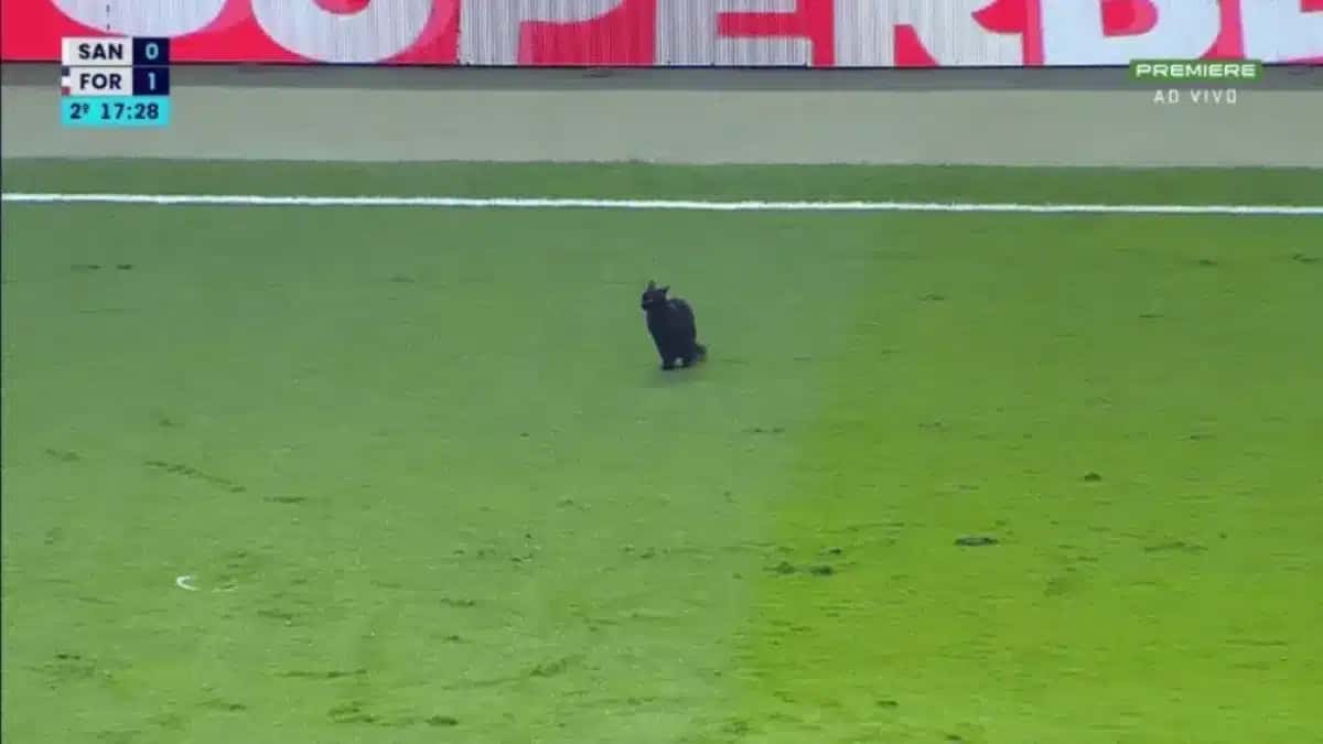 gato-preto-santos-fortaleza-brasileirao
