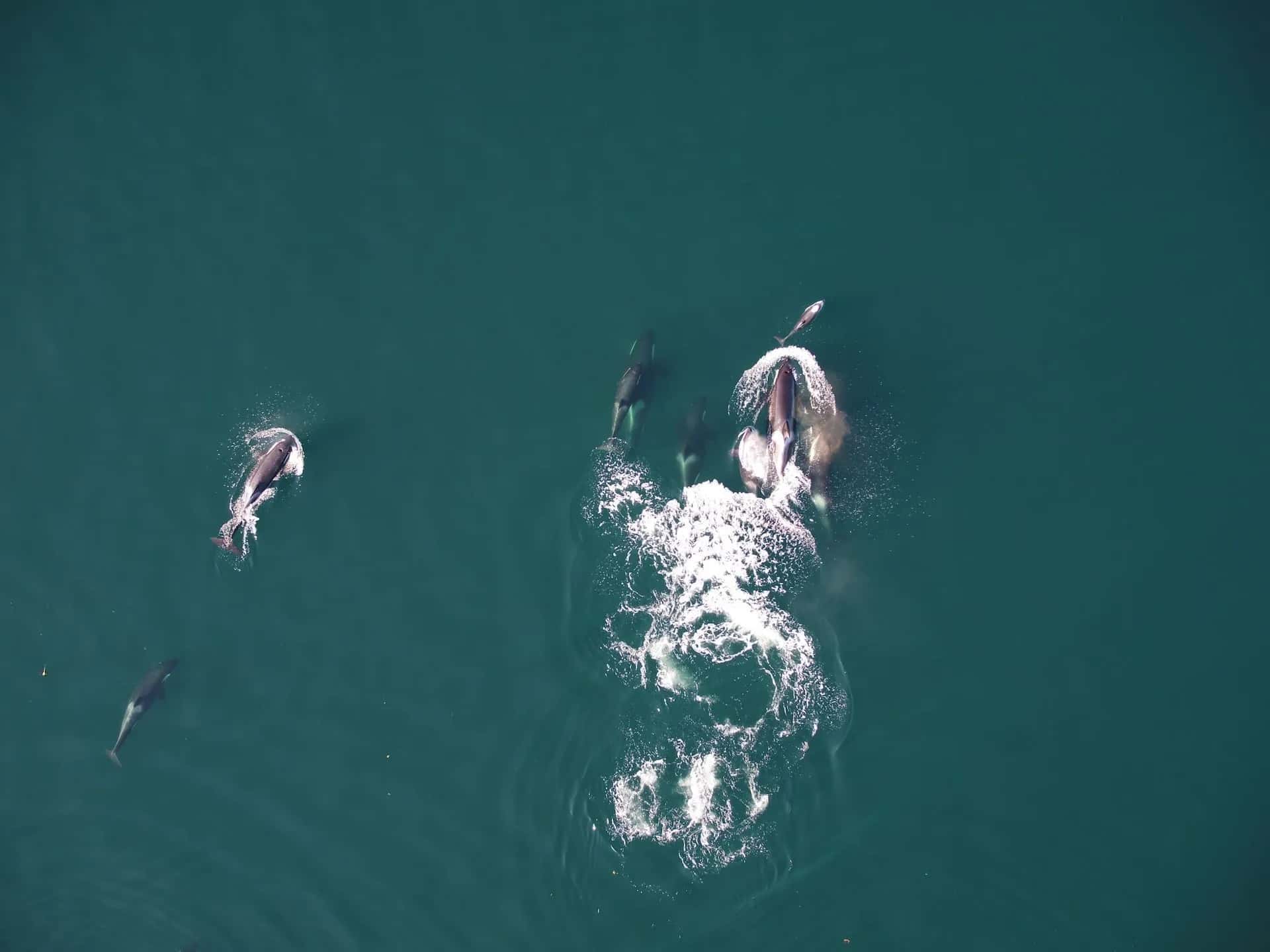 orcas-golfinhos-caca