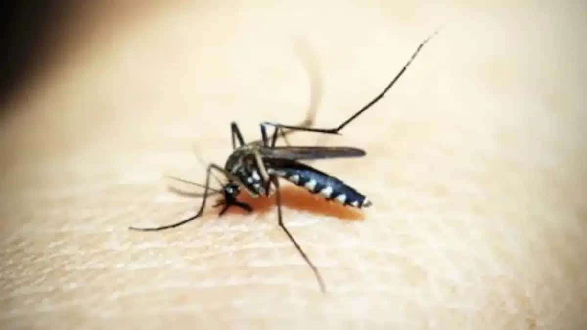 dengue-848×477-1