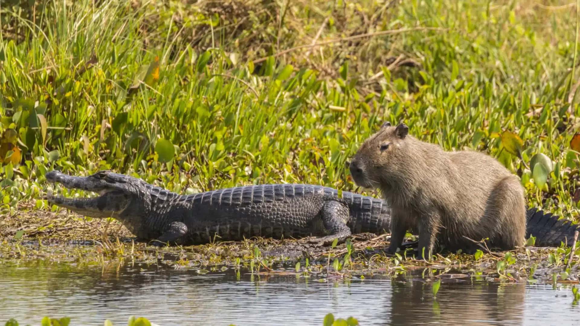 CROCODILO-CAPIVARA