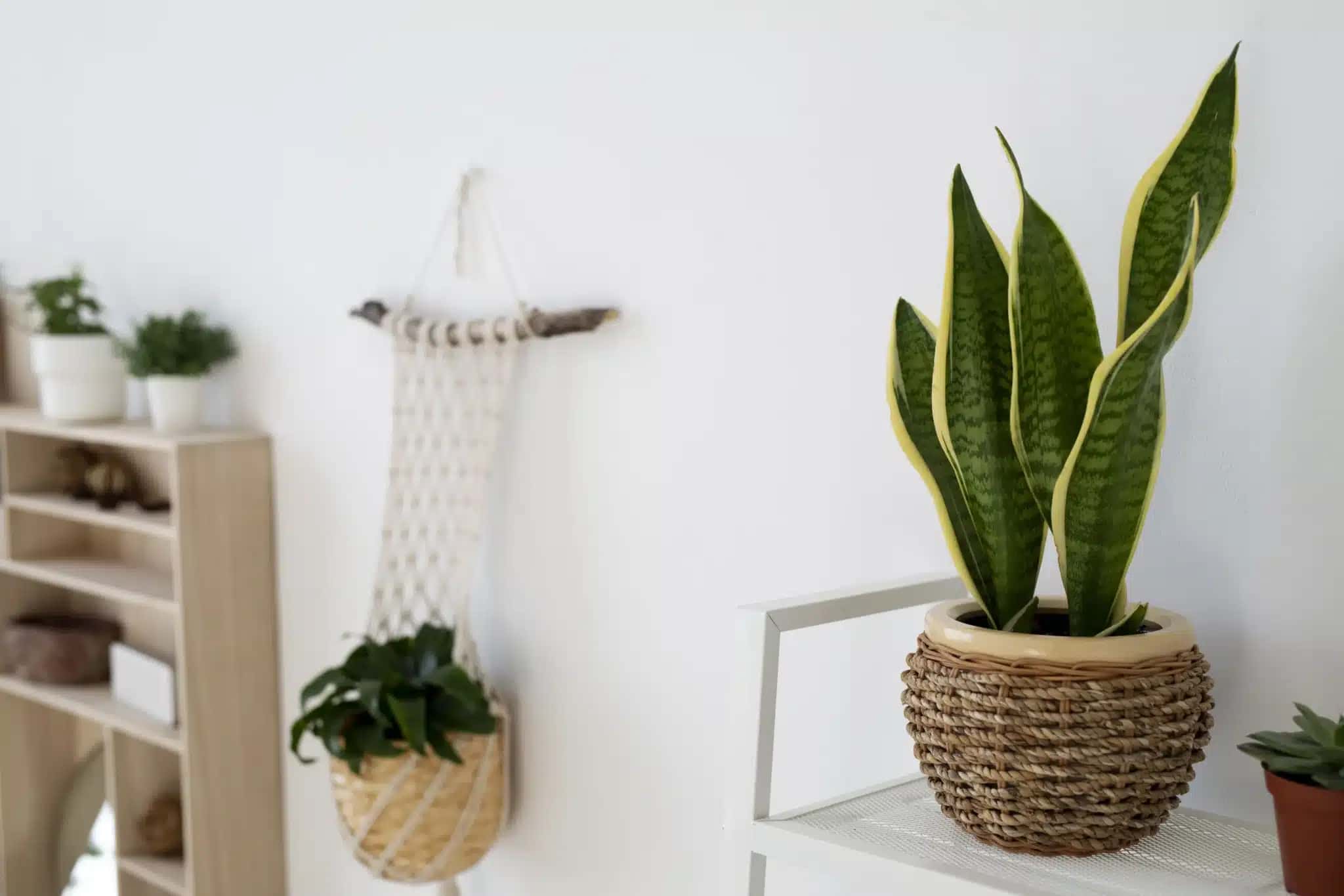 high-angle-beautiful-plants-indoors