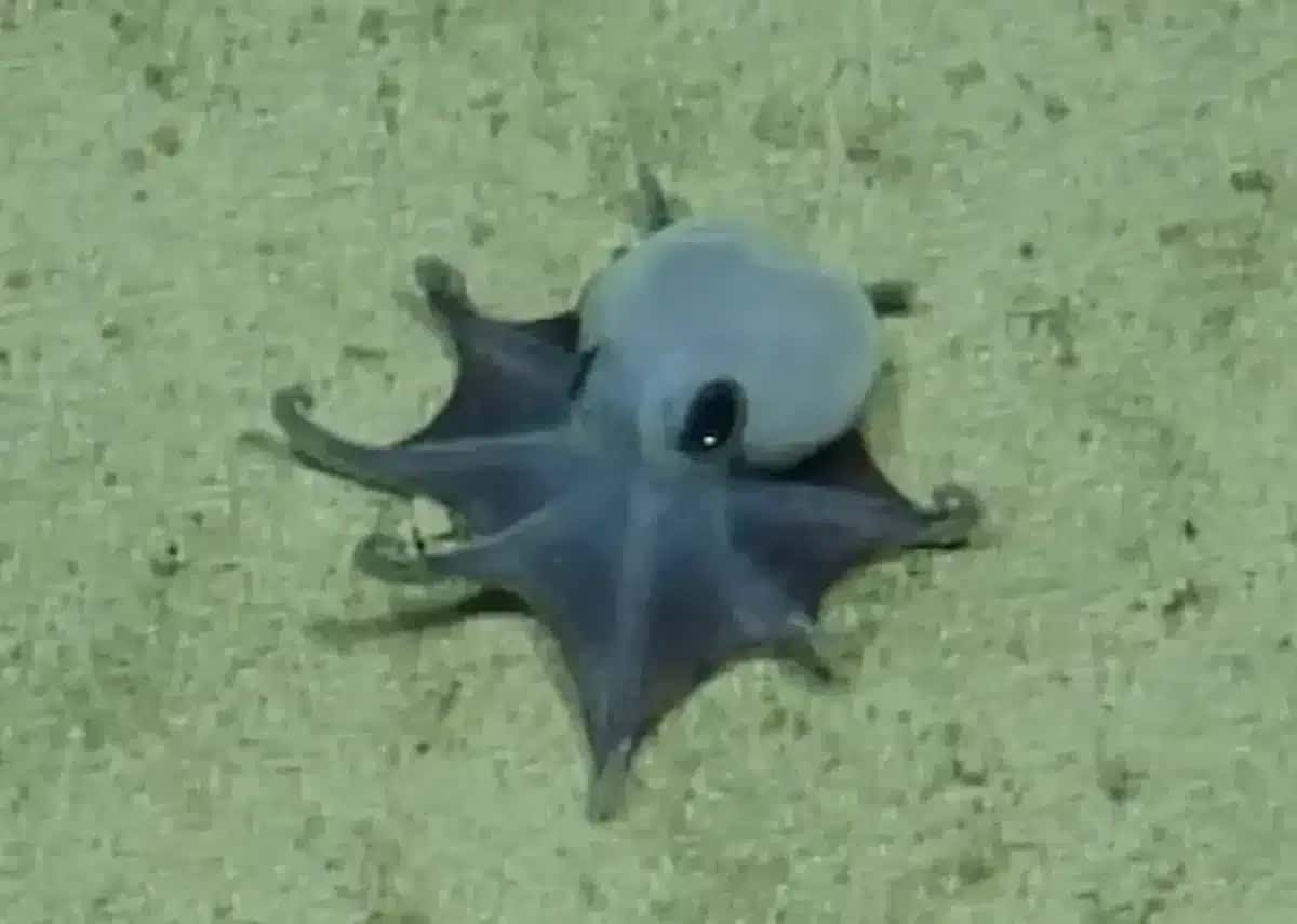 1779215358-blue_octopus_cdf
