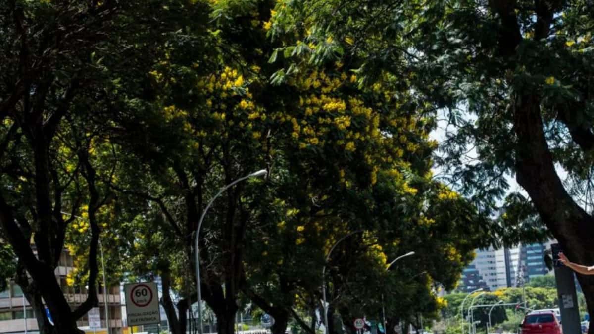 rua-arborizada-agencia-brasil-848×477-1