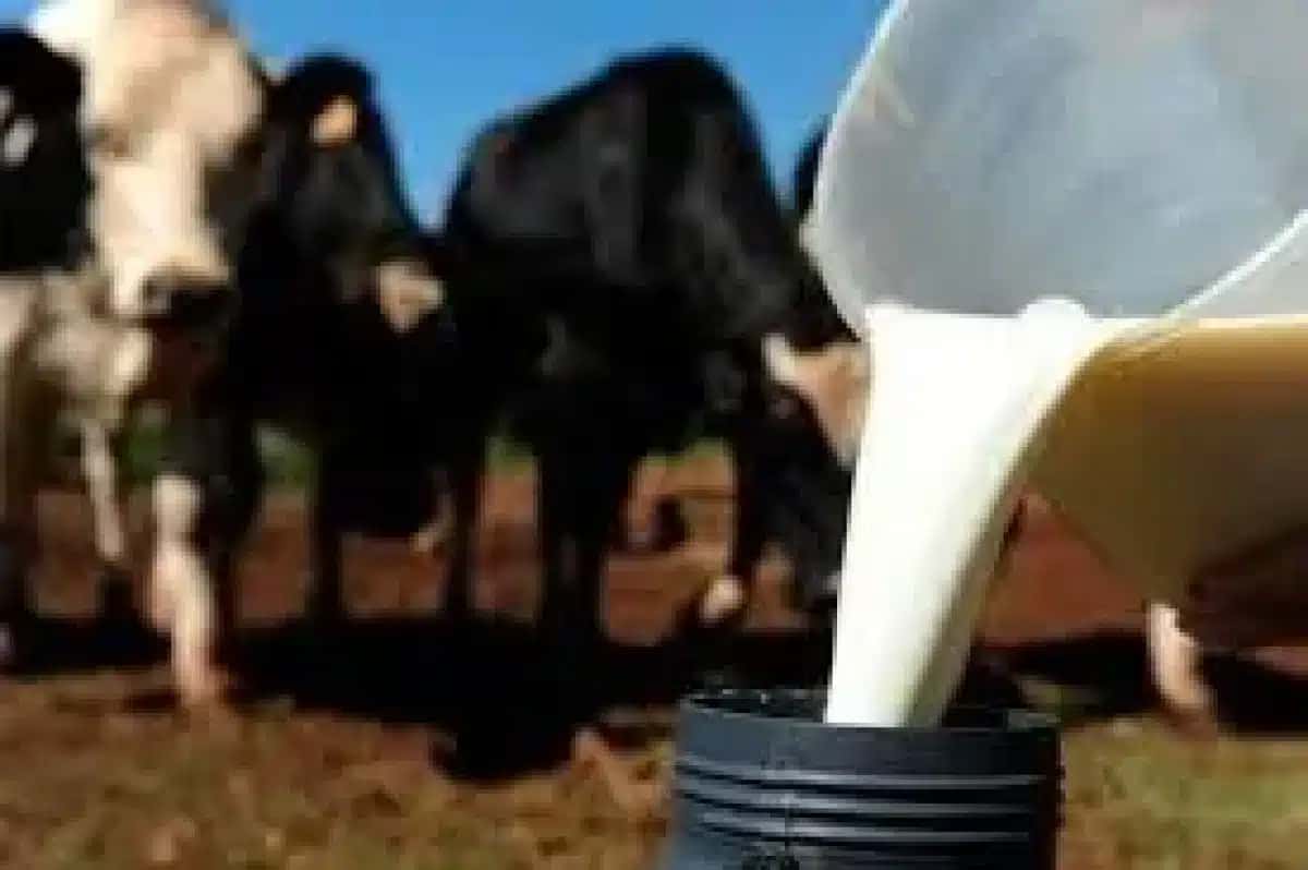 vacas-leiteiras-1