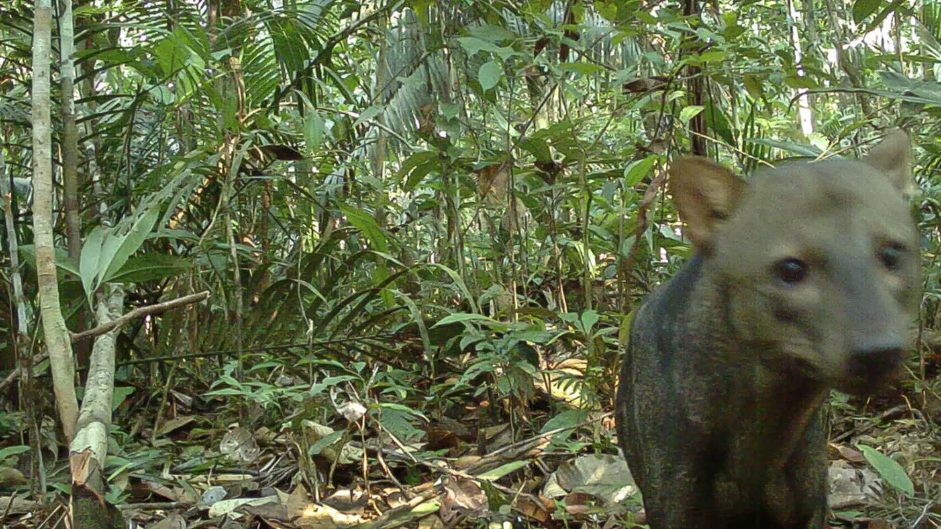 APURACAO-CNN-3-1