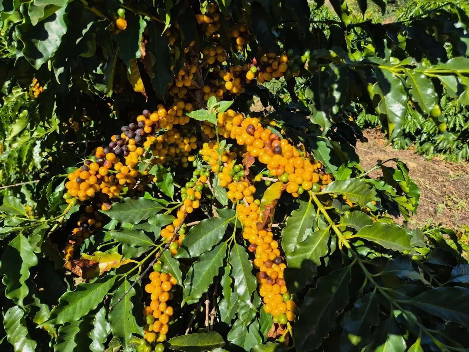 Cafe-arabica-de-alta-qualidade-cafeicultura