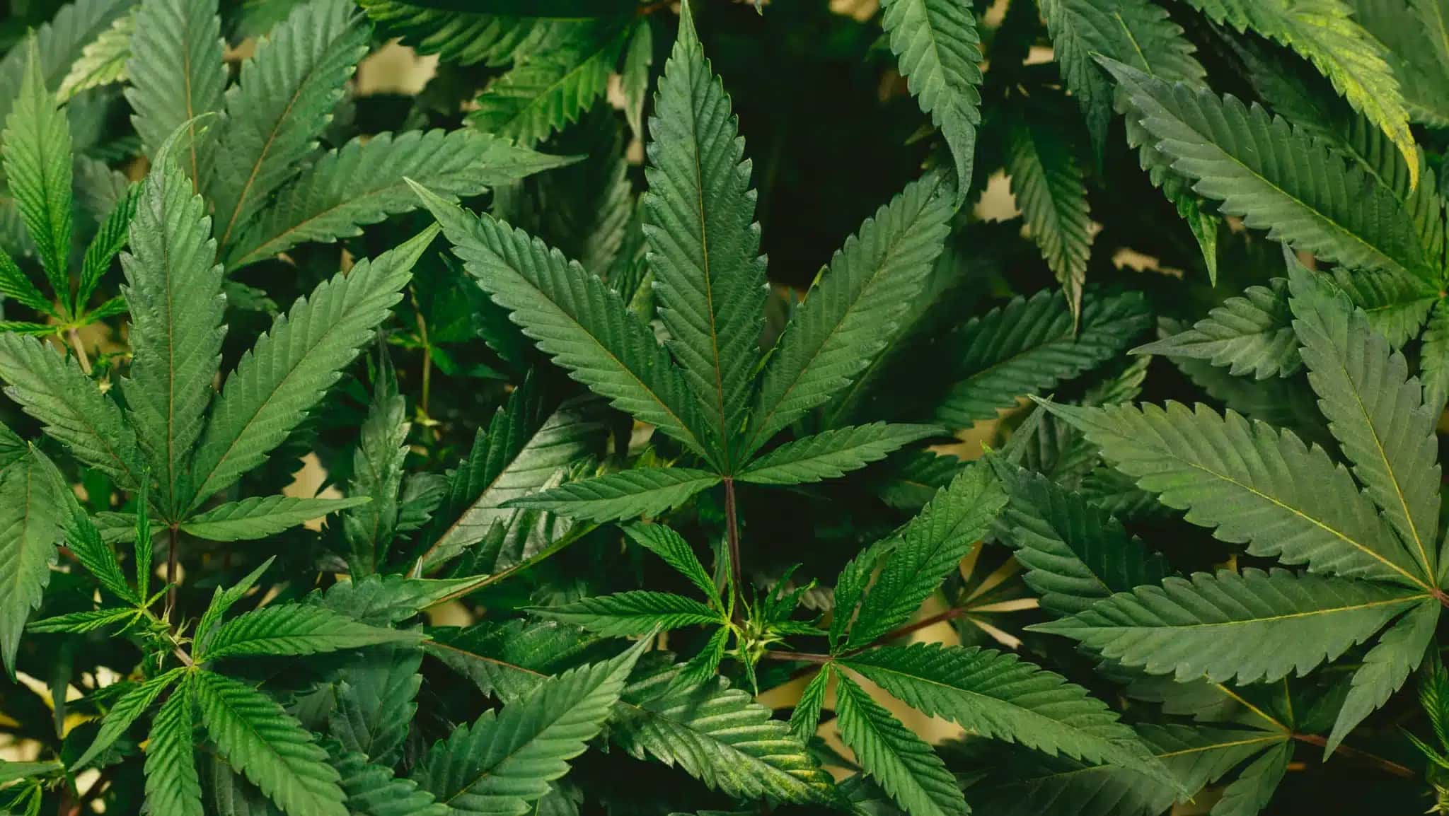 cannabis_unsplash-3-e1781438829205