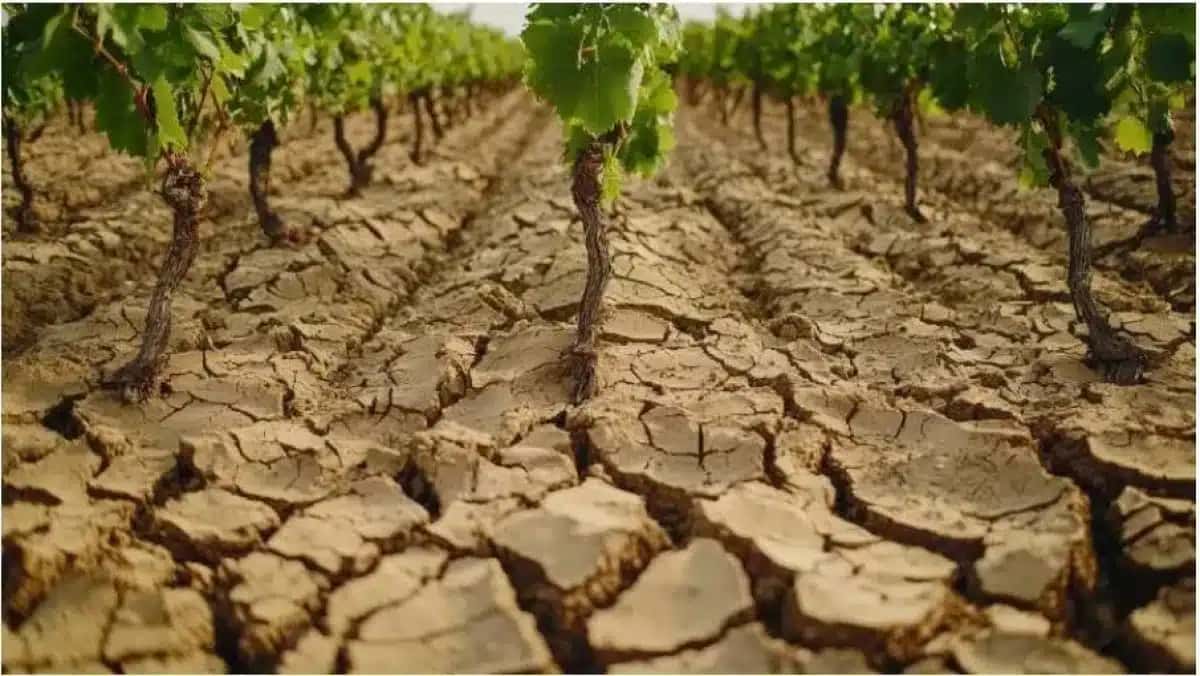 vinhedos-enfrentam-mudanca-climatica