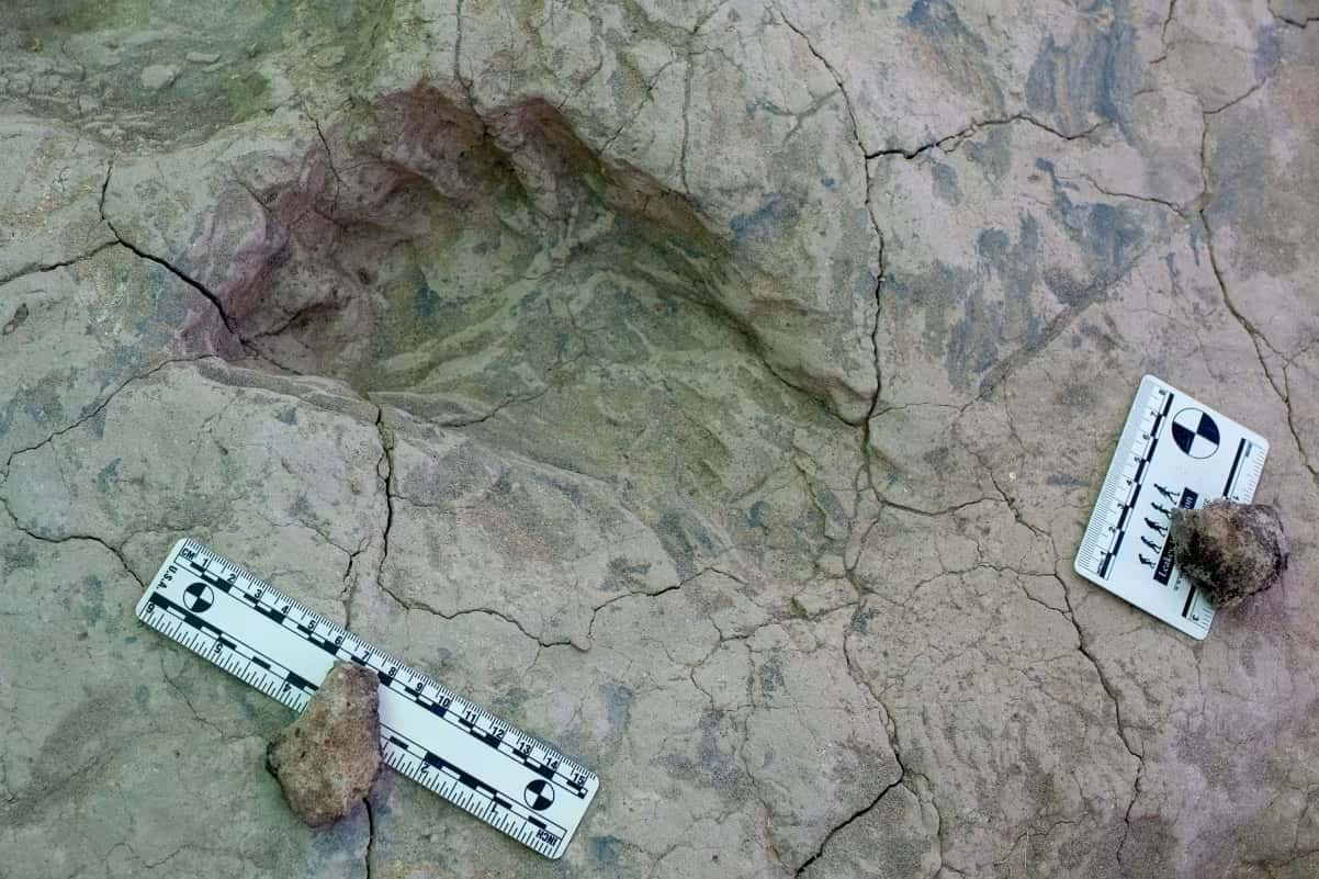 Uma pegada de hominídeo com aproximadamente 1,43 milhão de anos, encontrada em Koobi Fora, no Quênia