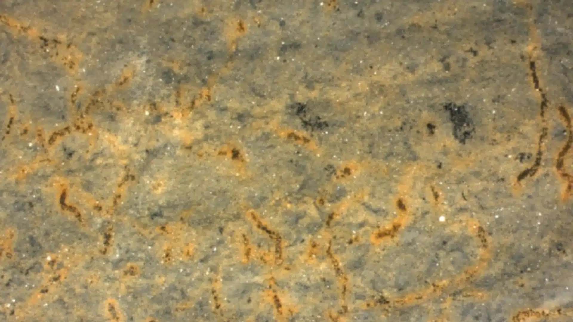 Alguns dos filamentos fossilizados preservados em rochas do Grupo Corumbá.