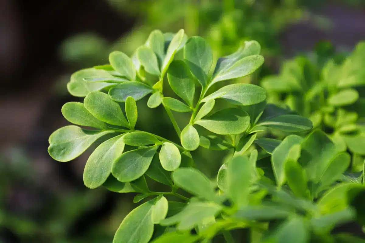 arruda
