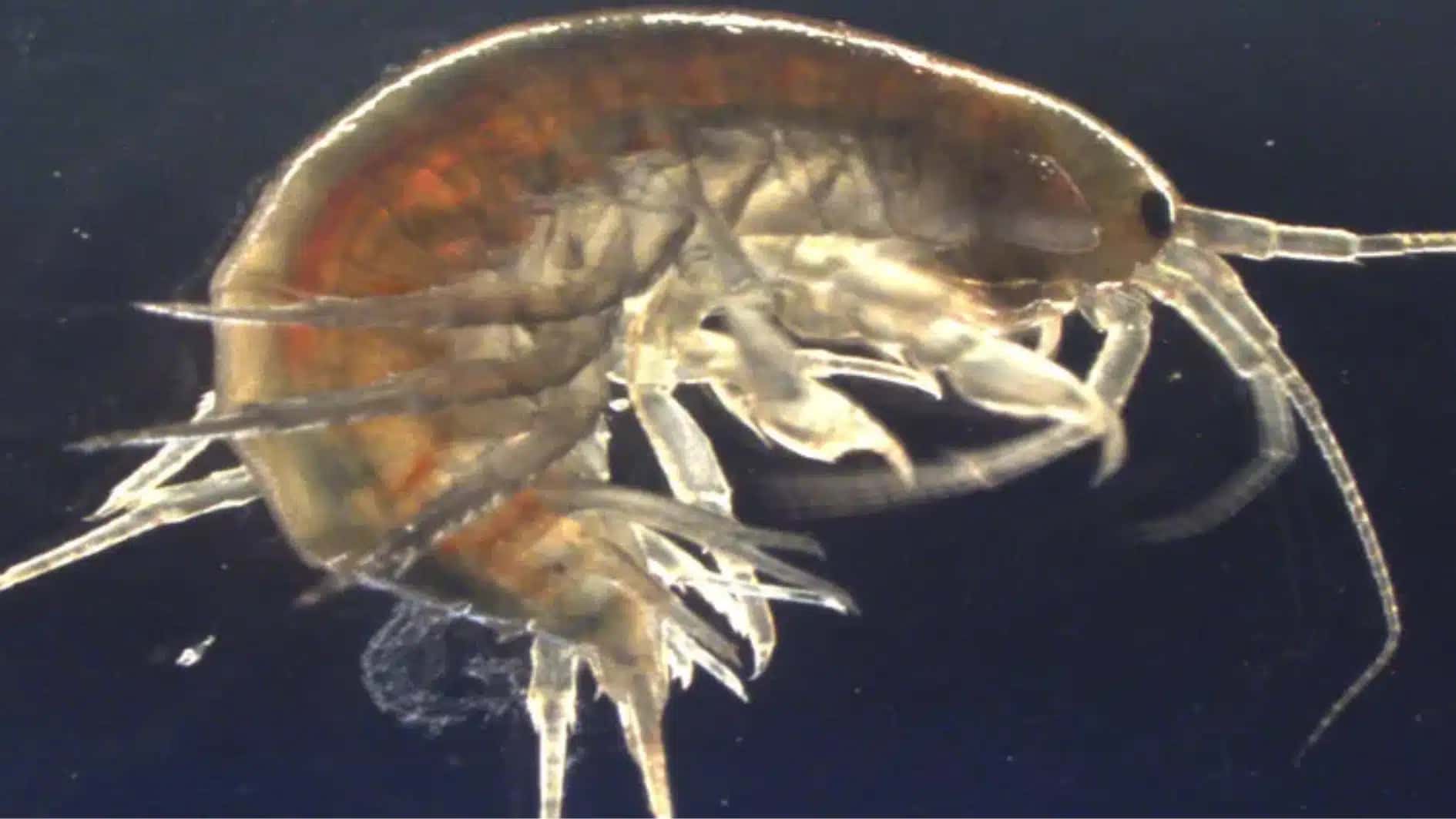 Gammarus pulex, pequeno crustáceo muito comum em rios