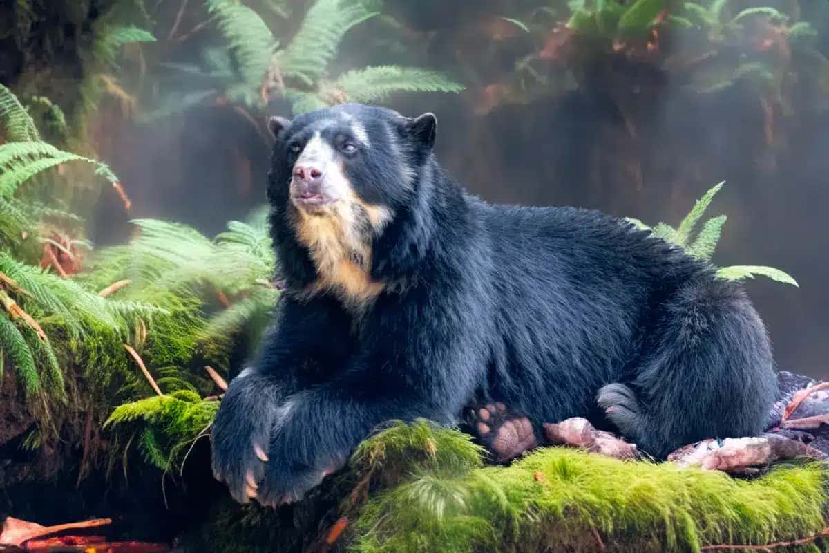 curiosidades-sobre-o-urso-de-oculos