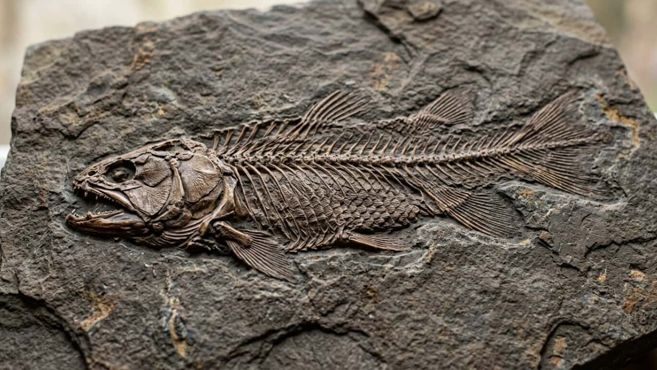 Inovações genéticas essenciais para a nossa biologia já funcionavam em organismos aquáticos primitivos. – Imagem gerada por IA
