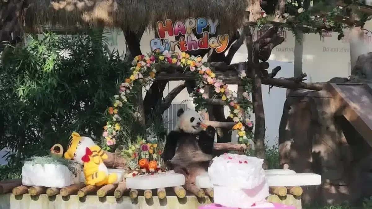 Os gêmeos de panda-gigante Yu Ke e Yu Ai celebraram seu quarto aniversário no Zoológico de Chongqing na quarta-feira, com um banquete preparado especialmente pelos cuidadores