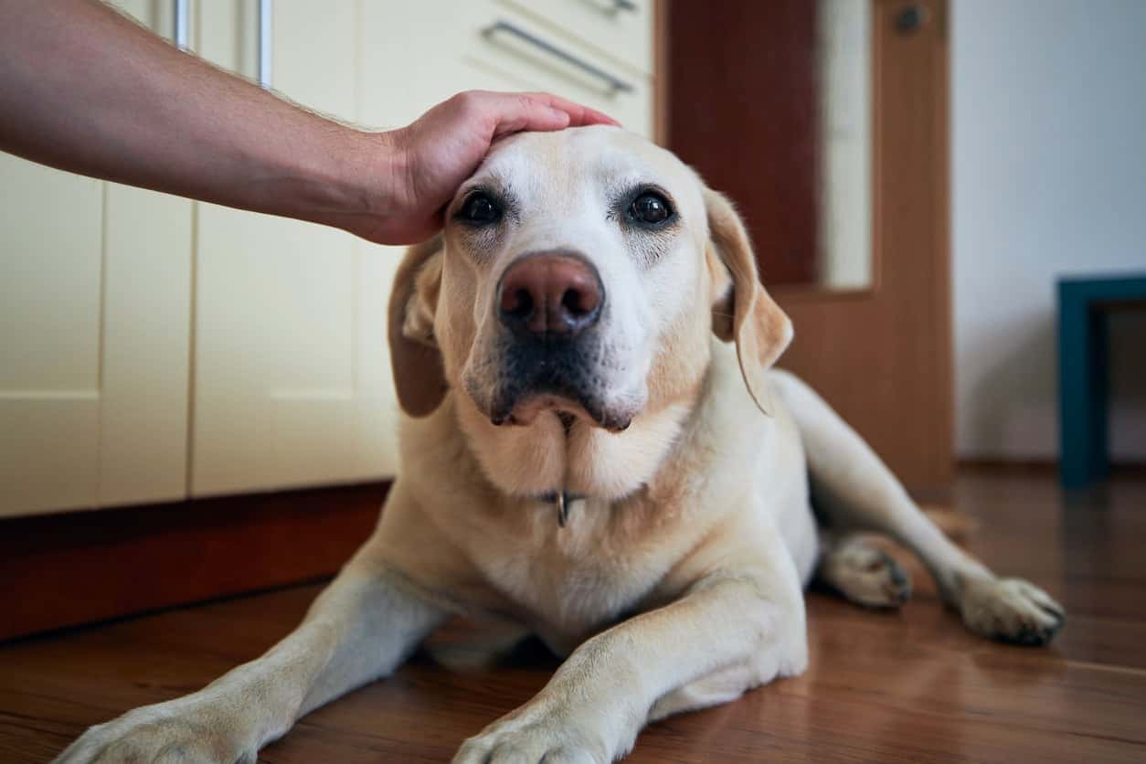 cachorro idoso