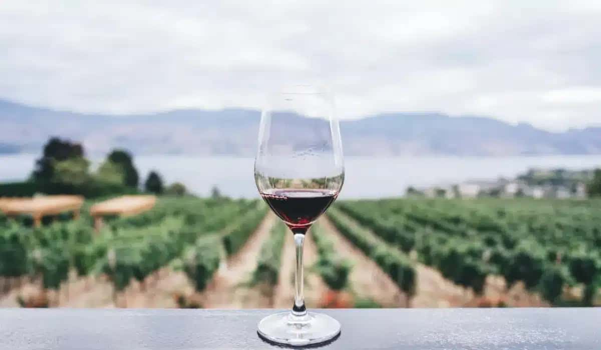 vinho