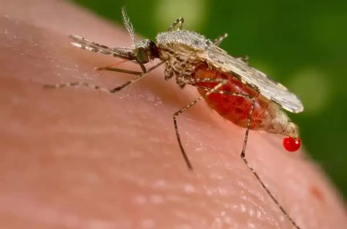 Os mosquitos contraem o Vírus do Nilo Oriental ao se alimentarem em pássaros infectados